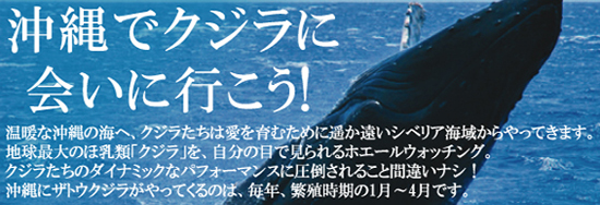 SUMUKAに泊まってクジラに会いに行こう！